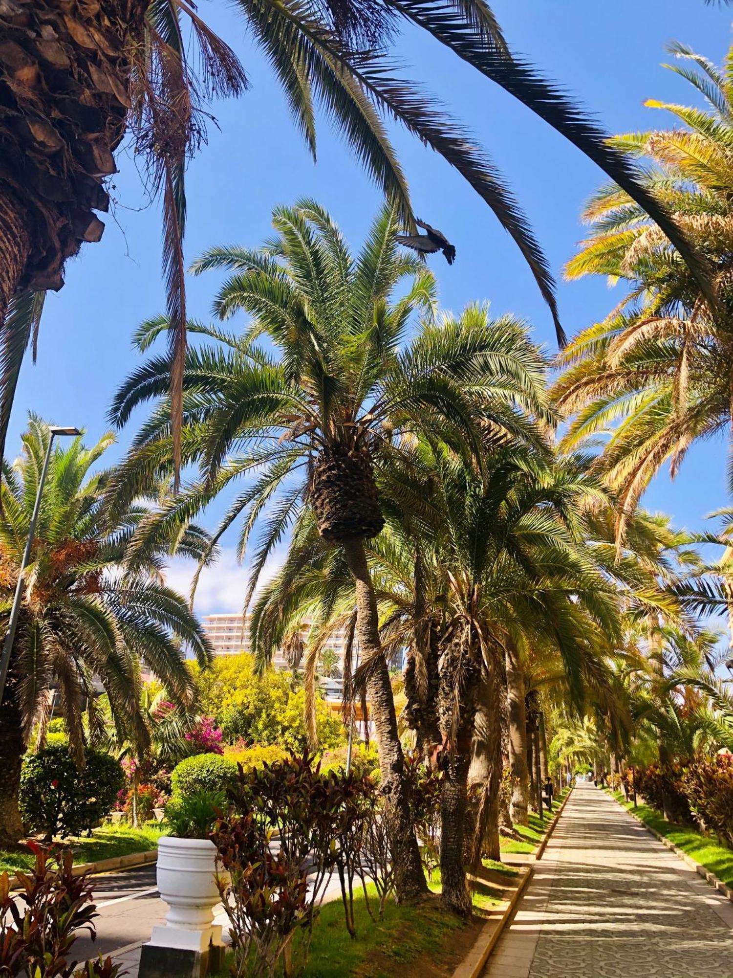 Estudio Tinerfe Puerto de la Cruz  Eksteriør bilde
